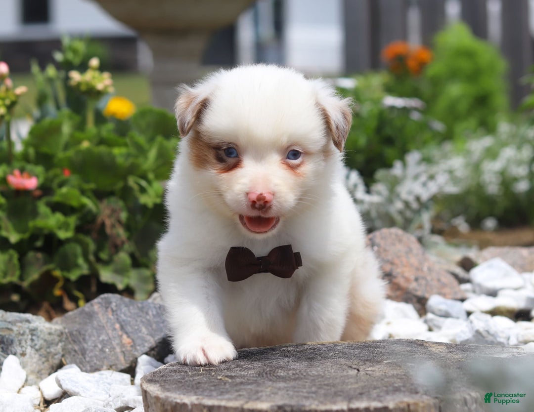 Australian Shepherd dogs for sale: Zachary - Image 3