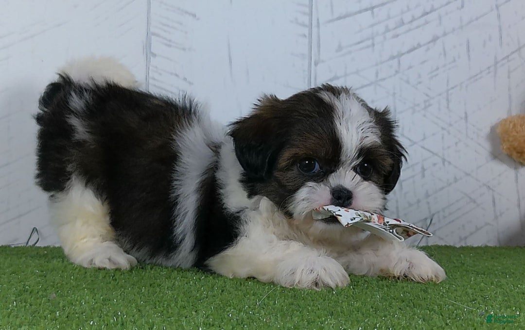 Shih Tzu dogs for sale: Lilly - Image 2