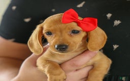 Miniature Dachshund dogs for sale: Nick - Image 14