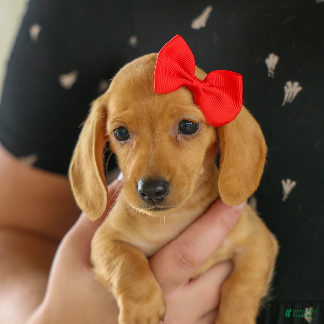 Miniature Dachshund dogs for sale: Nick - Image 14
