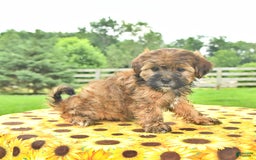 Shorkie dogs for sale: Earl - Image 3