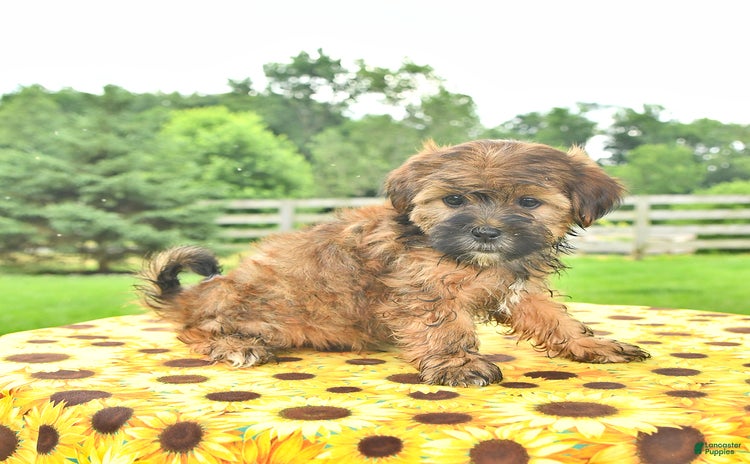 Shorkie dogs - Advert 25