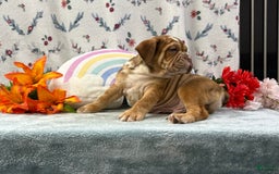 English Bulldog dogs for sale: Kolton 6848 - Image 4