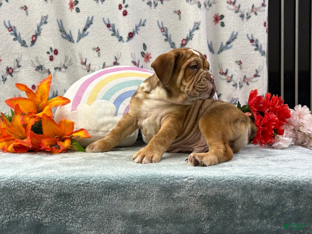 English Bulldog dogs for sale: Kolton 6848 - Image 4