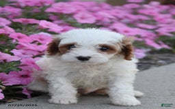 Mini Goldendoodle dogs for sale: Twizzler - Image 1
