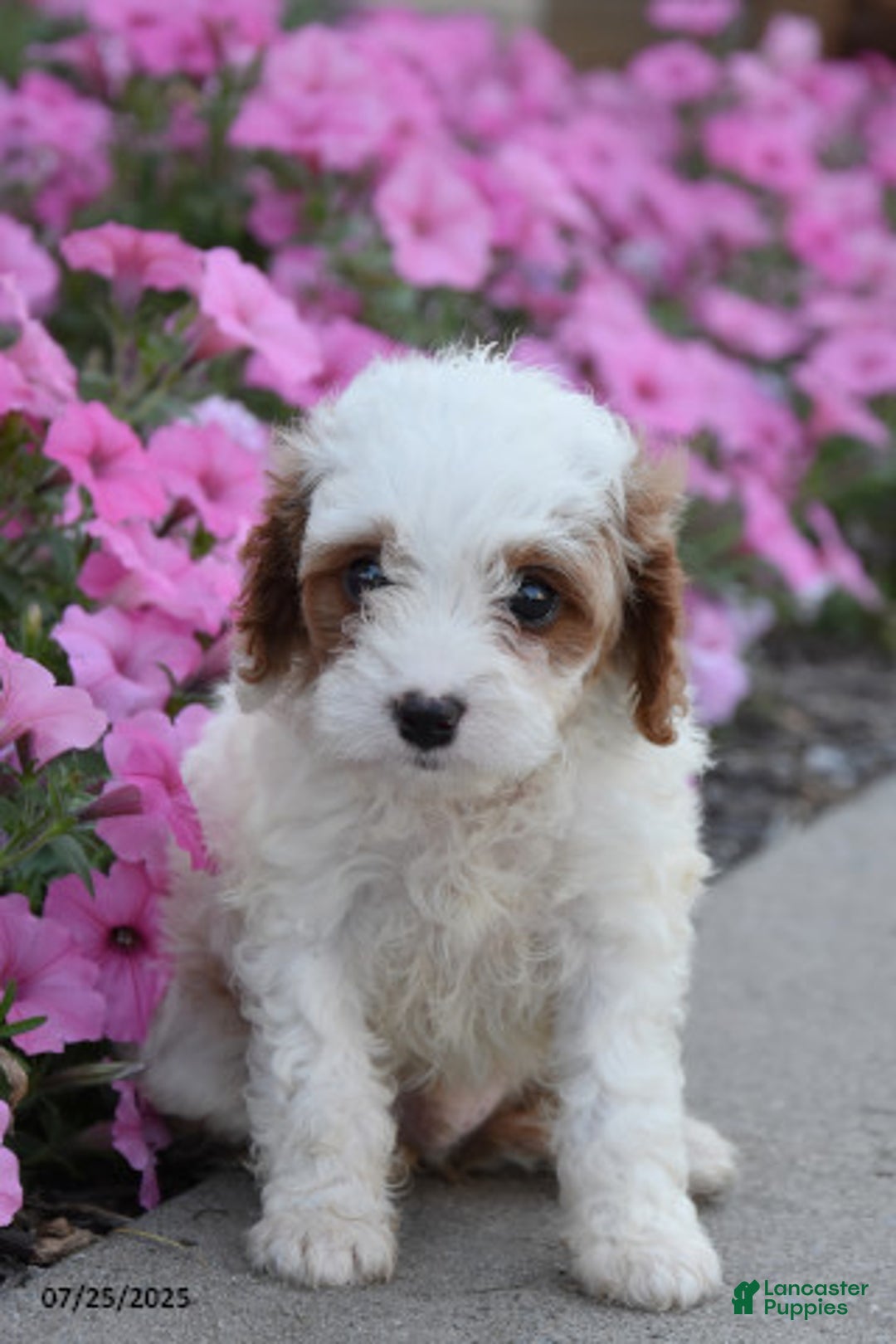 Mini Goldendoodle dogs for sale: Twizzler - Image 1