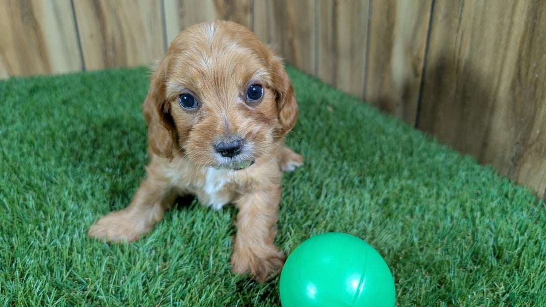 Cavapoo dogs for sale: Honeycomb Boy 4 - Image 1