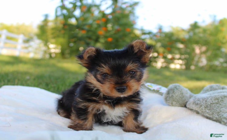 Yorkshire Terrier dogs for sale - Ad 1