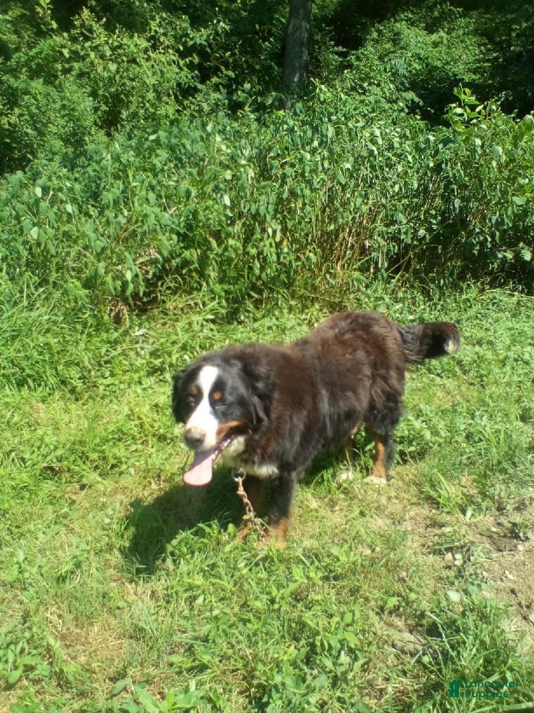 Bernese Mountain Dog dogs for sale: Suse - Image 2