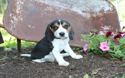Beagle dogs for sale: Ria - Image 2