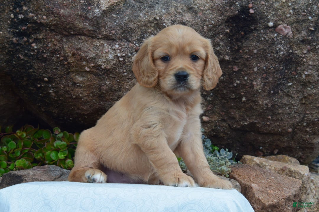 Miniature Golden Retriever dogs for sale: Daisy - Image 5