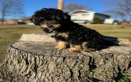 Yorkiepoo dogs for sale: Messie - Image 4