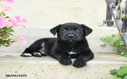 Jack Russell Terrier dogs for sale: Leo - Image 2