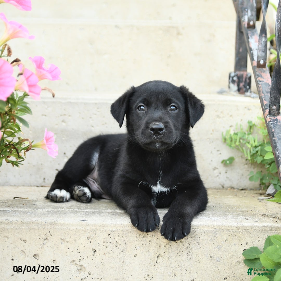 Jack Russell Terrier dogs for sale: Leo - Image 2
