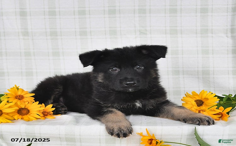 German Shepherd dogs for sale - Ad 2