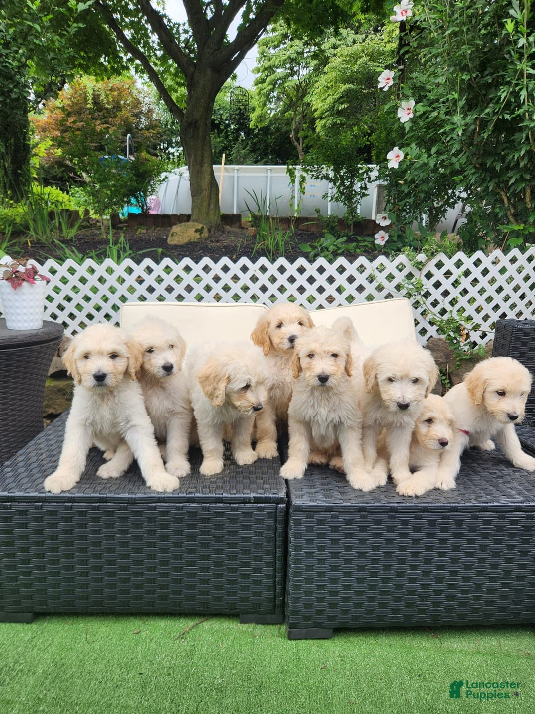 Goldendoodle dogs for sale: Cotton - Image 4