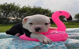 Olde English Bulldogge dogs for sale: Roger - Image 10