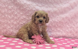 Cavapoo dogs for sale: Apollo - Image 8
