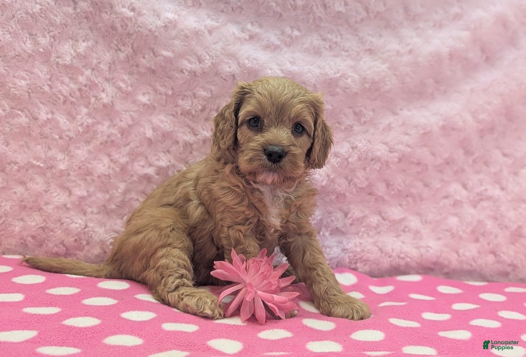 Cavapoo dogs for sale: Apollo - Image 8