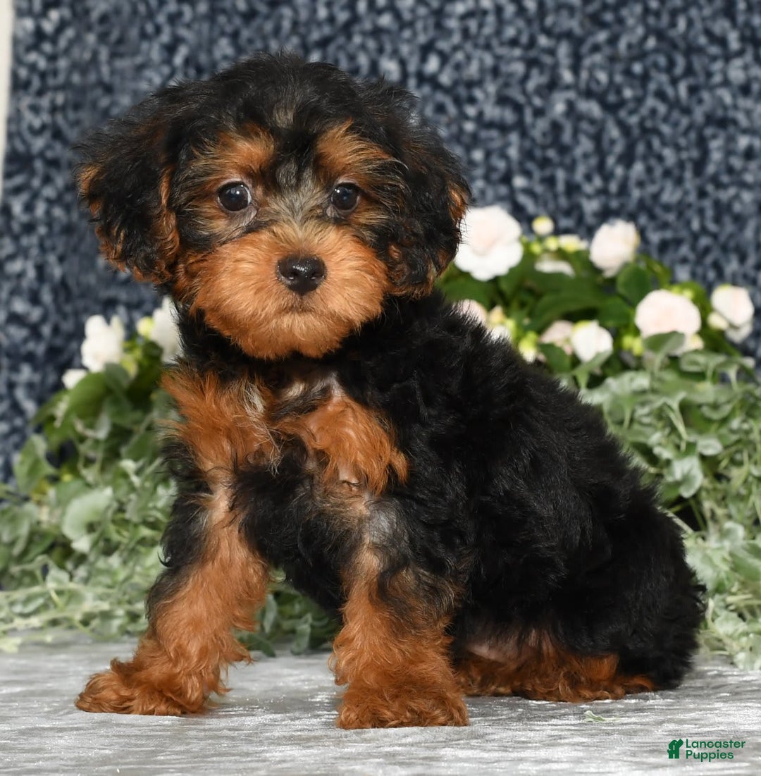 Yorkiepoo dogs for sale: Lucas - Image 5
