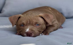 American Bully dogs for sale: Coco - Image 10
