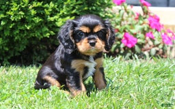 Cavalier King Charles Spaniel dogs for sale: Rex - Image 3