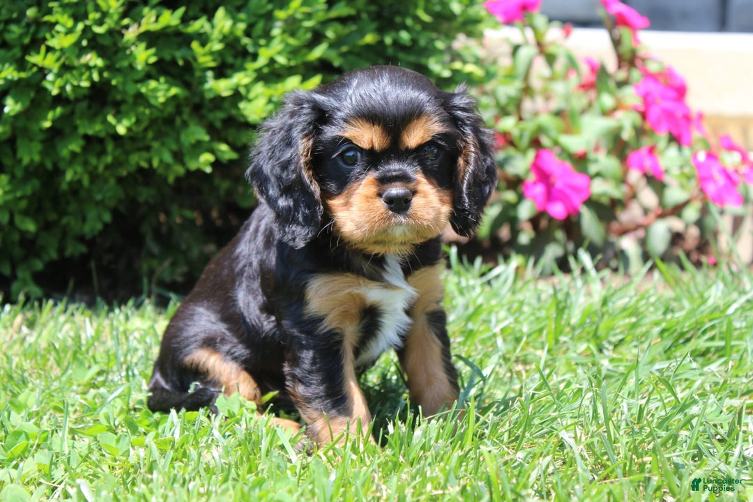 Cavalier King Charles Spaniel dogs for sale: Rex - Image 3