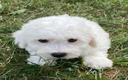 Bichon Frise dogs for sale: Bruno - Image 5