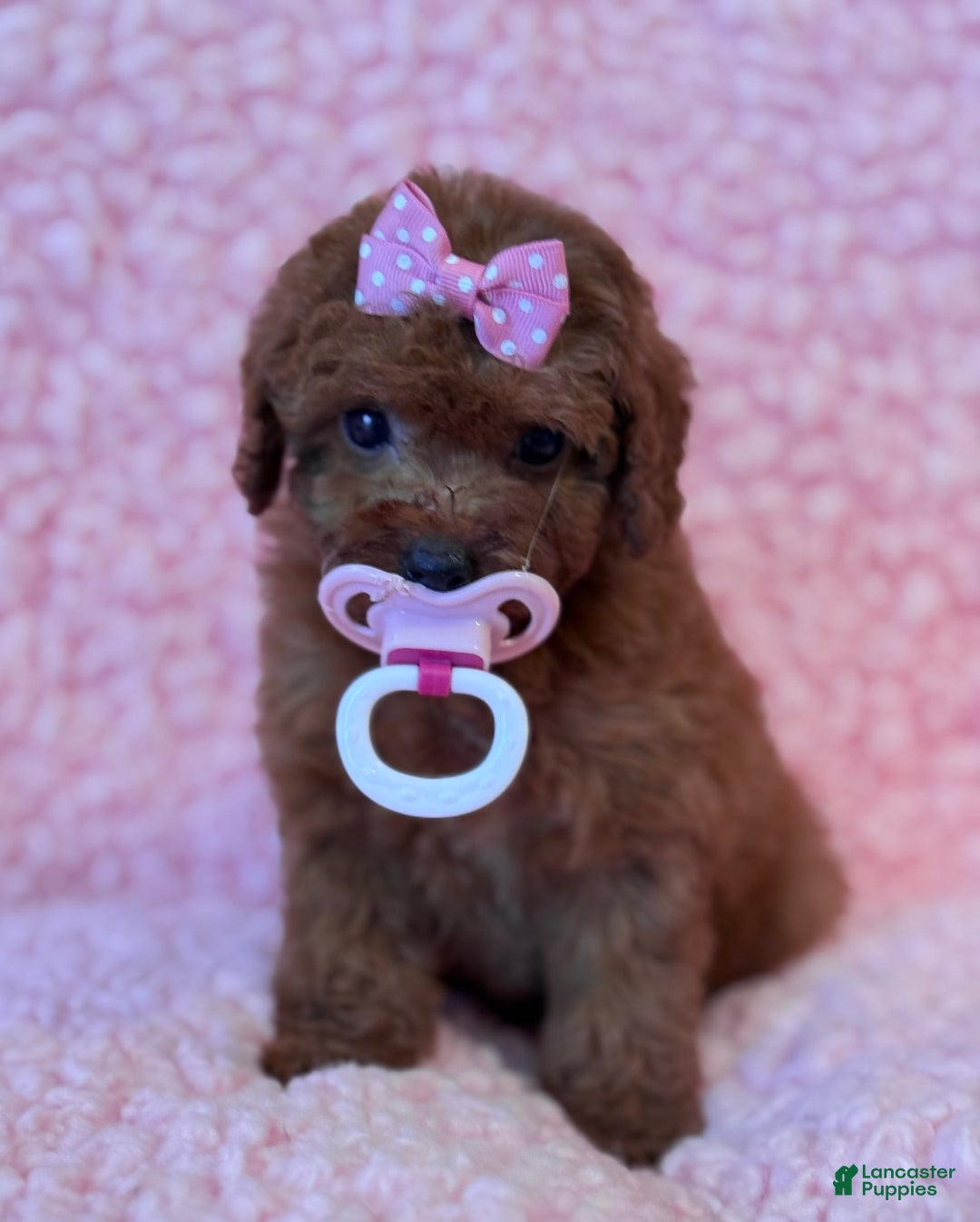 Toy Poodle dogs for sale: Wendy Akc Tiny-toy - Image 4