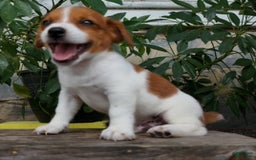 Jack Russell Terrier dogs for sale: Tip - Image 1