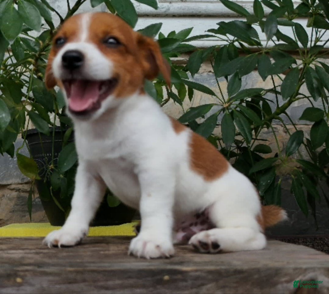 Jack Russell Terrier dogs for sale: Tip - Image 1
