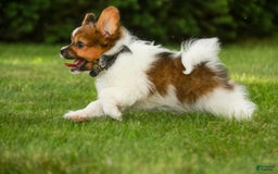 Papillon dogs for sale: Rome - Image 31