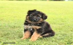 German Shepherd dogs for sale: Dazzle - Image 2
