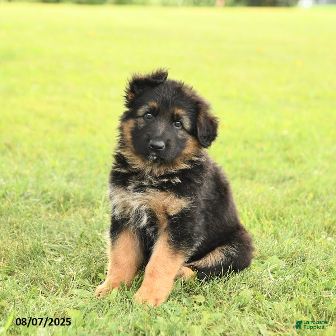 German Shepherd dogs for sale: Dazzle - Image 2
