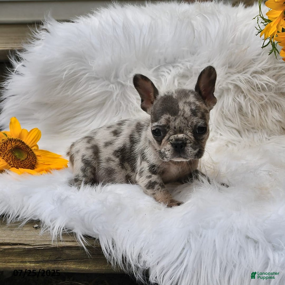 French Bulldog dogs for sale: Midget - Image 6