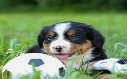 Bernese Mountain Dog dogs for sale: Simon - Image 13