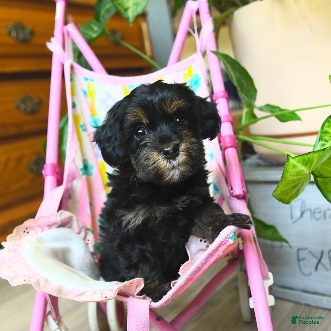 Havapoo dogs for sale: House Raised Sparkles - Image 15