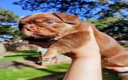 French Bulldog dogs for sale: Roja - Image 7