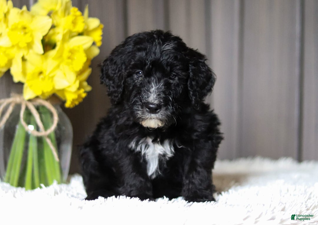 Sheepadoodle dogs for sale: Mustang - Image 3