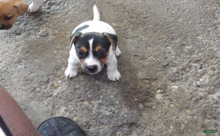 Jack Russell Terrier dogs for sale - Ad 3