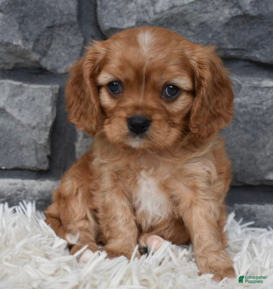 Cavalier King Charles Spaniel dogs for sale: Benny - Image 3