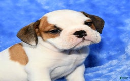 Beabull dogs for sale: Connor - Image 4