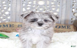 Pomapoo dogs for sale: Sapphire - Image 3