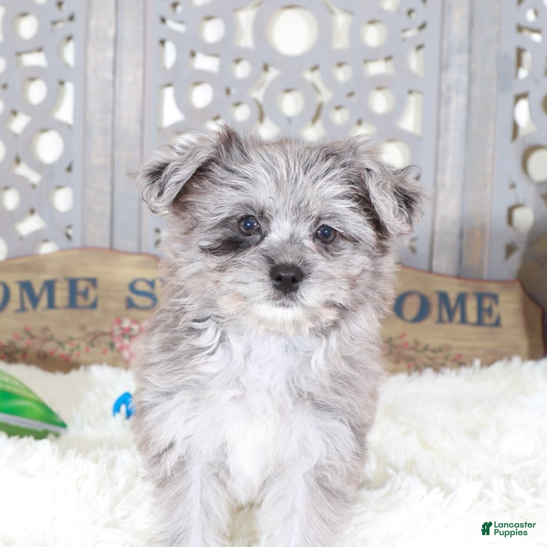 Pomapoo dogs for sale: Sapphire - Image 3
