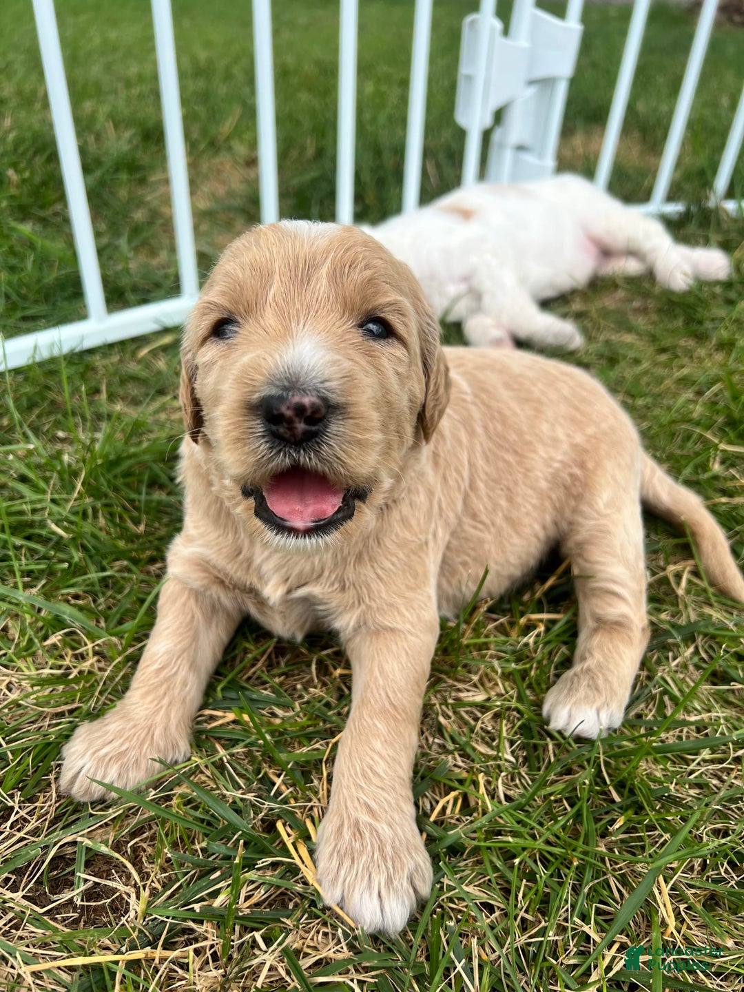 Goldendoodle dogs for sale: Butters - Image 3