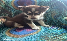 Pomsky dogs for sale: Regina - Image 1