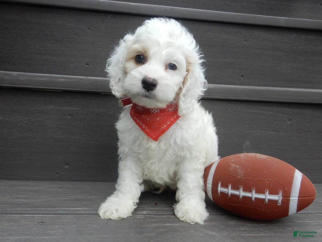 Cockapoo dogs for sale: Teddy - Image 6