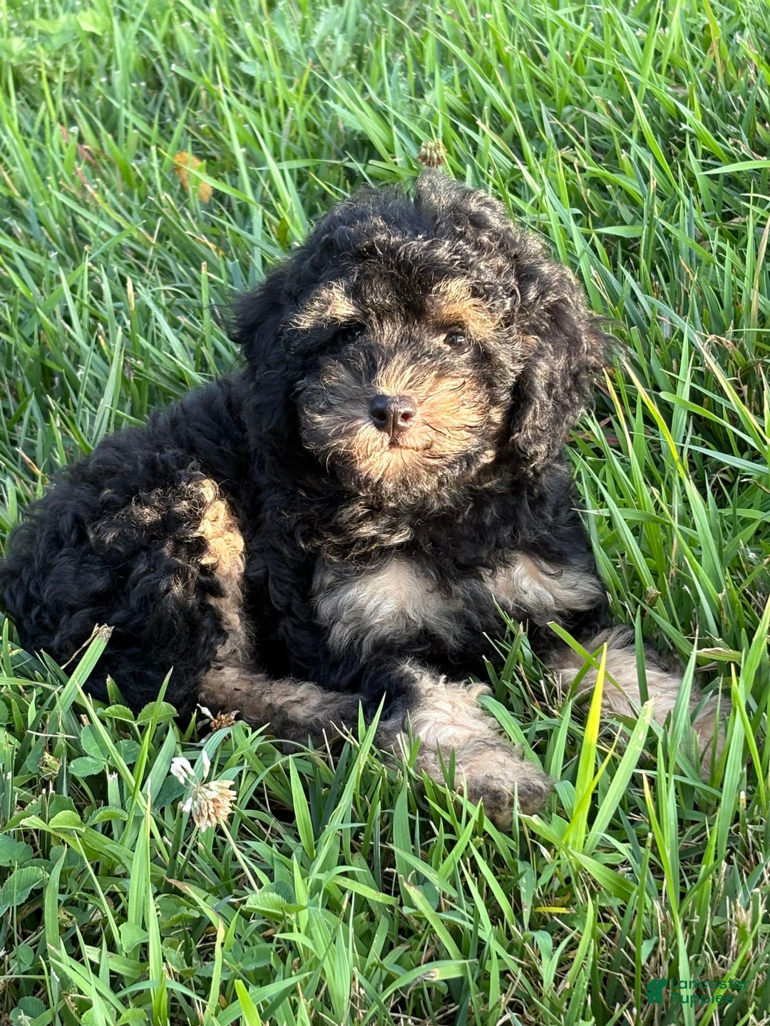 Miniature Poodle dogs for sale: Mica - Image 1