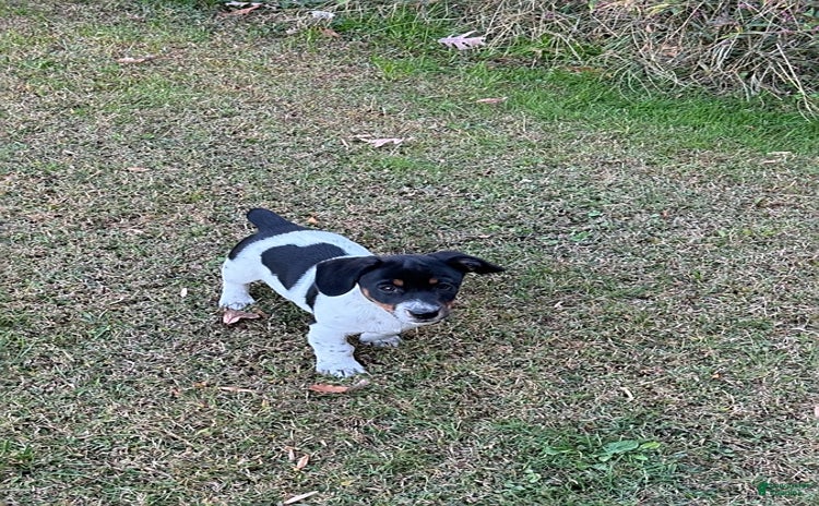 Jack Russell Terrier dogs for sale - Ad 1