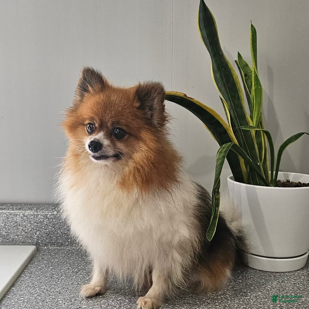 Pomeranian dogs for sale: Cuddles - Image 11